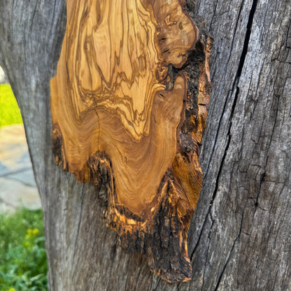 Ρολόι τοίχου από Ρίζα Ελιάς