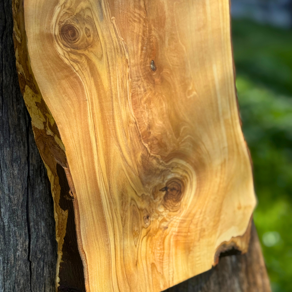 Ρολόι τοίχου από Ρίζα Ελιάς