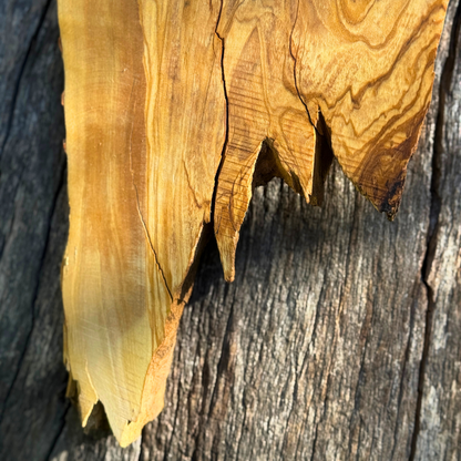 Ρολόι τοίχου από Ρίζα Ελιάς